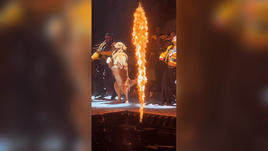 A golden retriever stands on its hind legs and dances in front of the backup crew as a flame jet shoots up on the concert stage