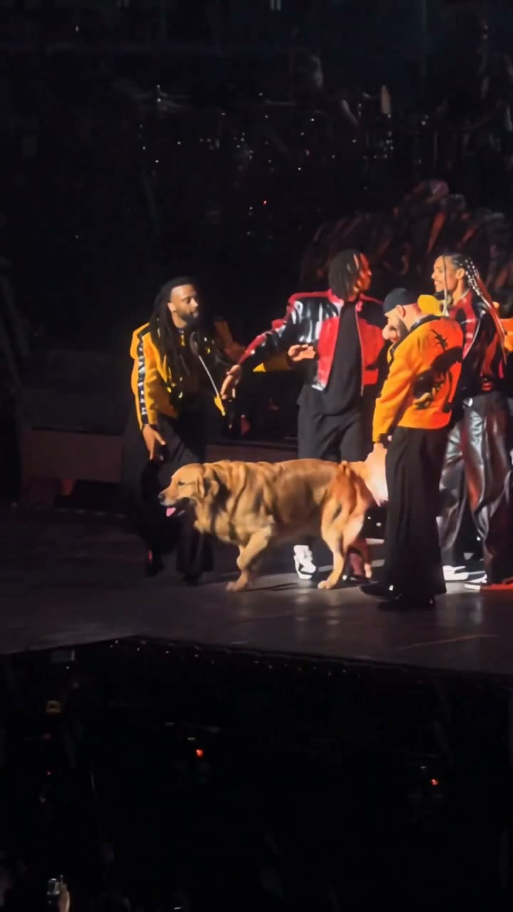 A golden retriever leads the backup dancers on a concert stage